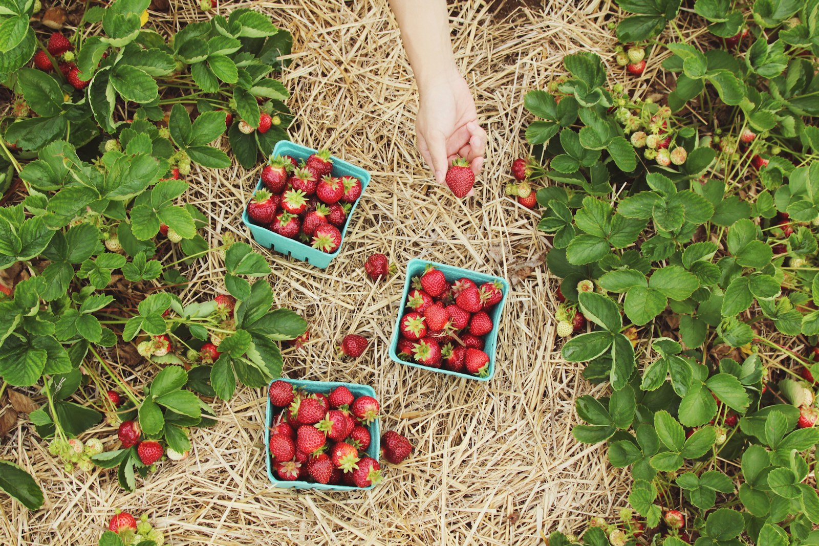 Lush organic farm